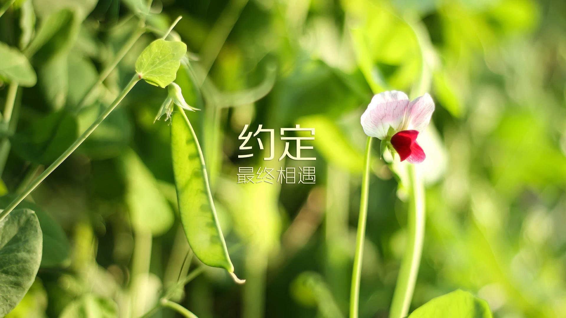 英超球员赛场应激反应对技术动作稳定性的影响，英超 激烈
