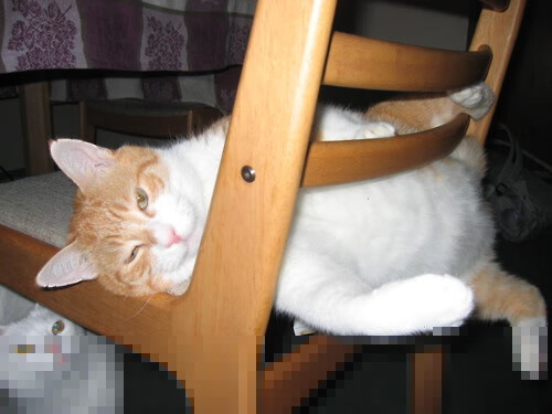 男子羽毛球世界排名中国选手重返前三，男子羽毛球中国排名榜